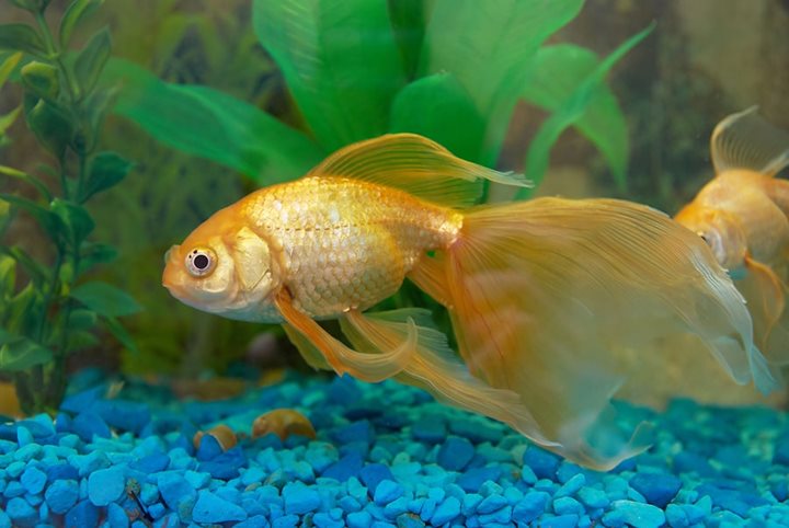 Moving House with a Fish Tank: 10 Essential Tips