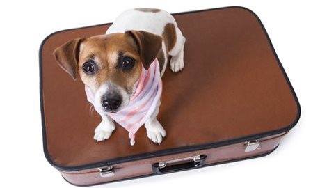 Moving Overseas with Pets