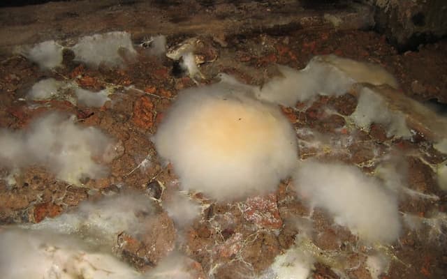 Dry Rot: Identification and Solutions | Complete Guide