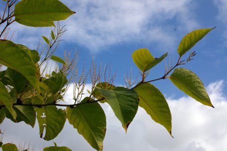 Plants & Trees Surveyors Inspect